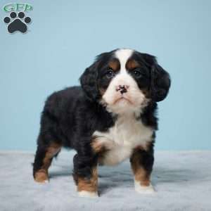 Bobby, Miniature Bernese Mountain Dog Puppy